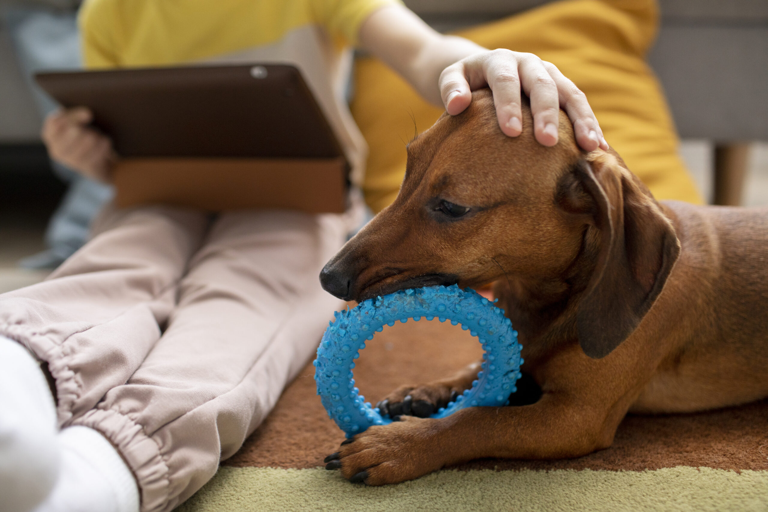 Leia mais sobre o artigo Doença vestibular em cães e gatos