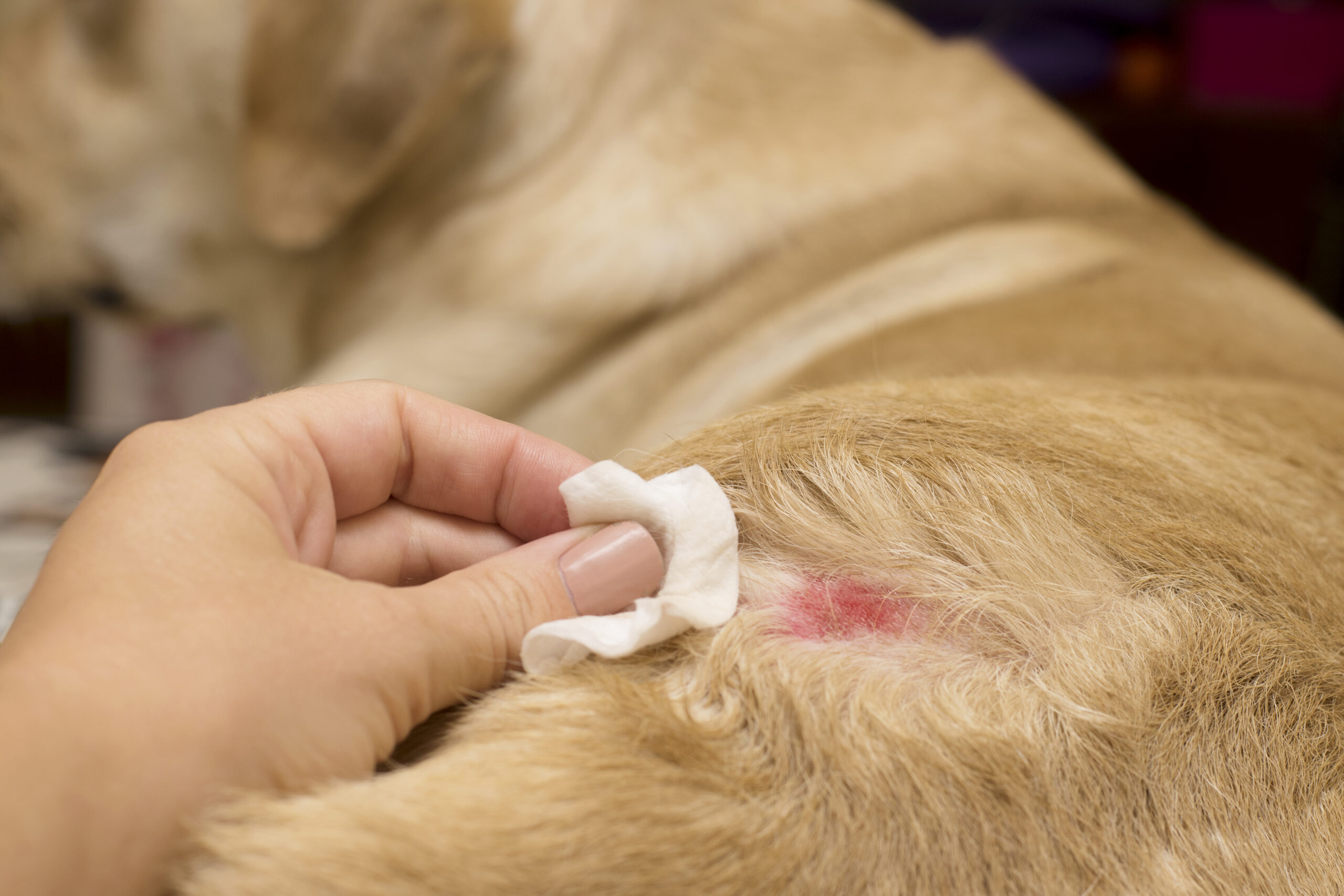 Leia mais sobre o artigo Dermatite atópica em cães